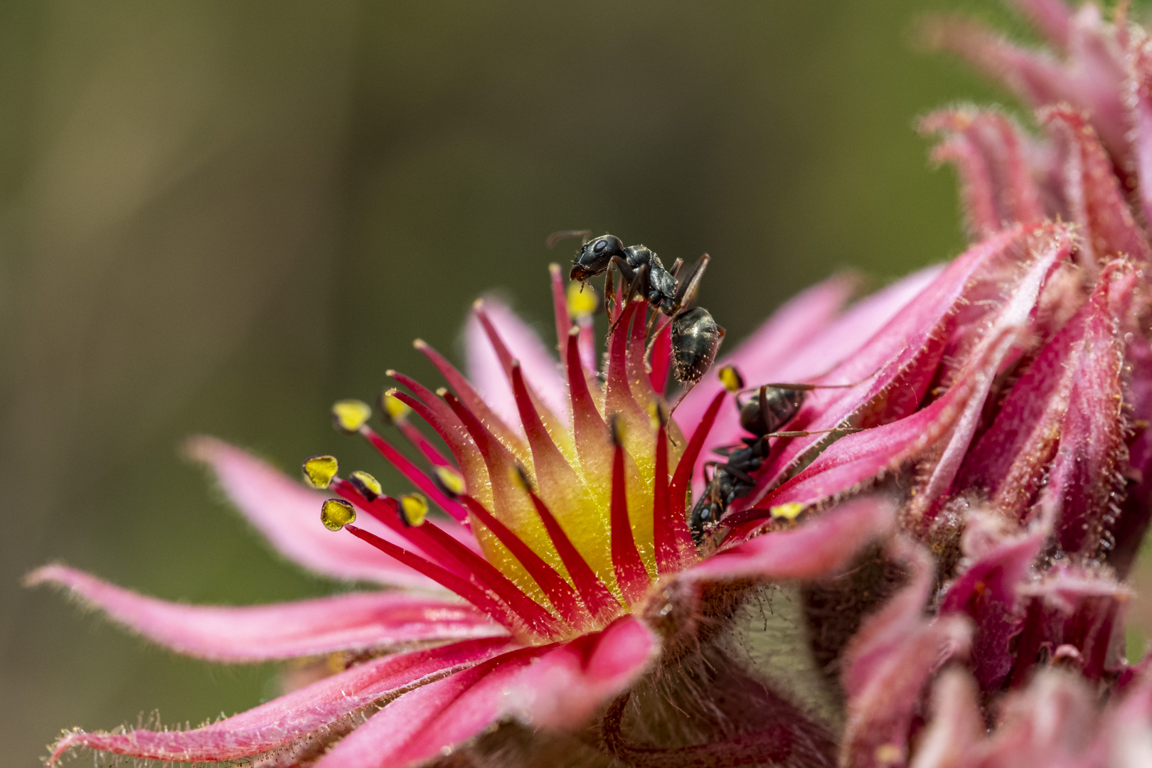 Rainer_Dachhauswurz_-_Besuch